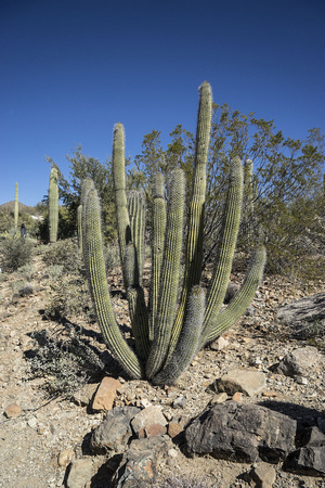 Sonoran Desert Organ Pipe Cactus - #664