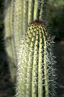 Cactus Spines - #669
