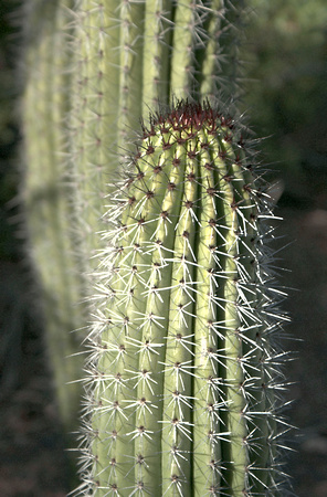 Cactus Spines - #669