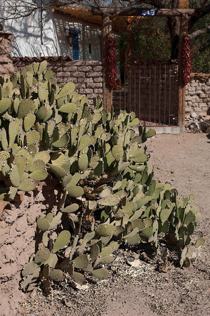 Cactus Garden - #685