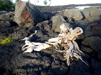 Rocks, Roots, Sea - #679
