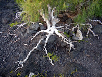 Tree Roots On Rocks - #680