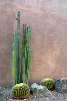New Cactus Assortment - #667