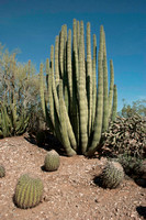 Organ Pipe Cactus - #668
