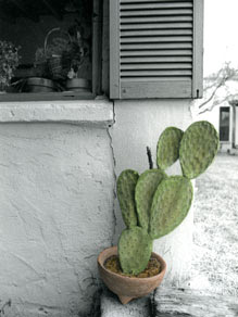 Tubac Cactus Pot - #150